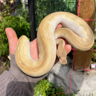 Blackhead Lesser Clown 50% Het Hypo Ball Python - female for sale from MorphDreamers