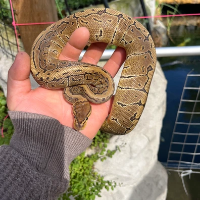 Pinstripe 50% Het Monsoon/Clown/Albino Ball Python - female for sale from MorphDreamers