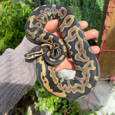 Leopard 66%het Pied 50% Het Monsoon/Albino Ball Python - female for sale from MorphDreamers
