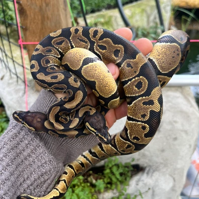 50% Het Monsoon/Pied Ball Python - male for sale from MorphDreamers