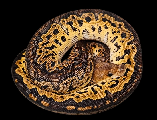 Black Head Het Red Axanthic Redstripe Nanny Clown Ball Python by Ken ...