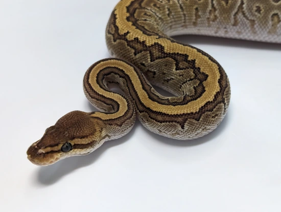 Redstone Python Jigsaw Ball Python by Redstone Reptiles LLC