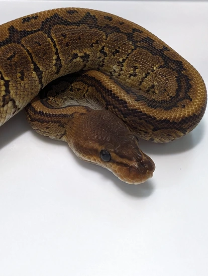 Redstone Python Mahogany Pinstripe Ball Python by Redstone Reptiles LLC