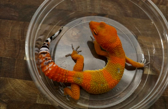 Tangerine Leopard Gecko by Kensington Geckos