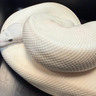 Blue Eyed Lucy Ball Python - male for sale from Exotics @ Heart