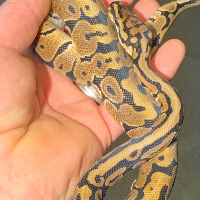 Spotnose Het Clown Ball Python - male for sale from Exotics @ Heart