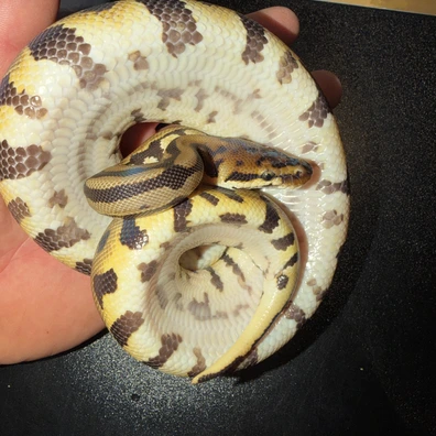 Leopard Spotnose Het Clown Ball Python - female for sale from Exotics @ Heart