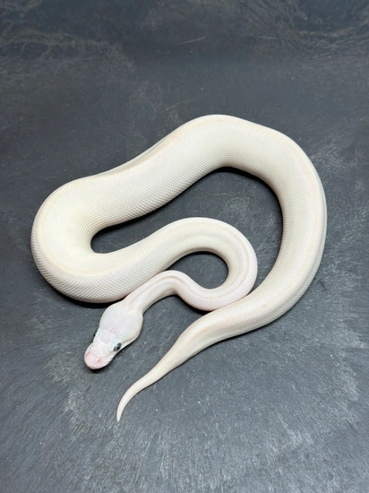 Blue Eyed Leucistic (BEL) Ball Python by Synergy Reptiles