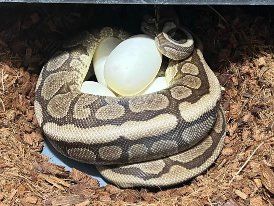 Proven Cinnamon Mahogany Spider Ball Python by Ball Dazzled