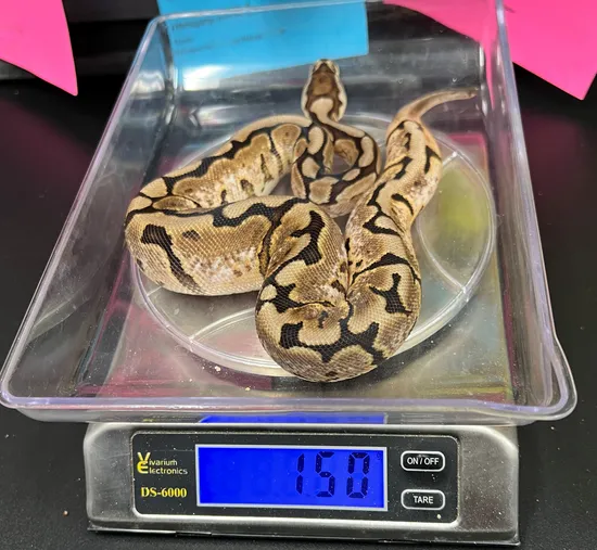 Cinnamon Spider HetPied Ball Python by Ball Dazzled