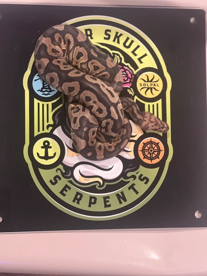 Confusion Clown Ball Python by Sugar Skull Serpents