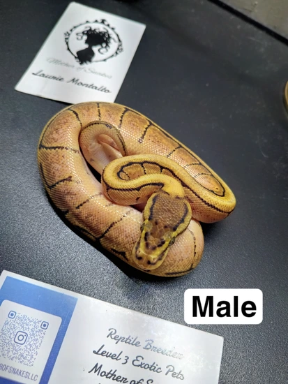 Enchi Pinstripe Fire Ball Python by Mother of Snakes