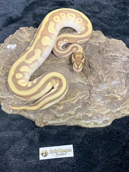 Pastel Lesser Enchi Leopard Ball Python by Split-Tongue Exotics