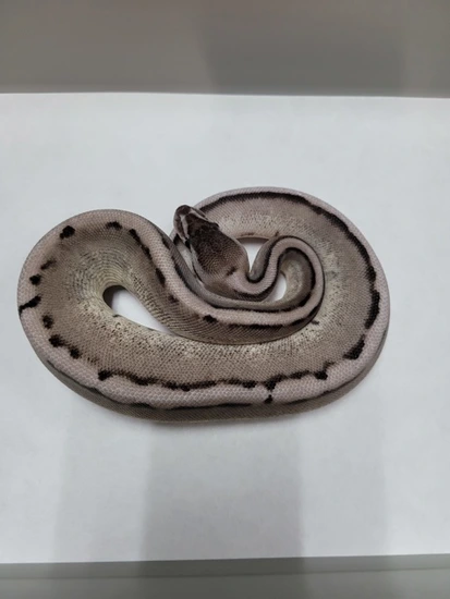 Jenny Ball Python by Split-Tongue Exotics