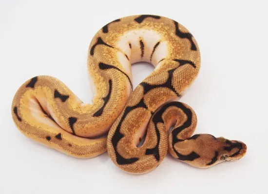 Super OD Spider Ball Python by Kicks Balls