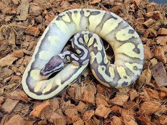 Super Pastel Yellowbelly 100% Het Pied Ball Python by Kicks Balls