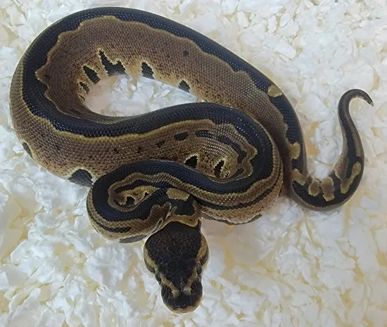 Tri-Stripe Ball Python by Kicks Balls