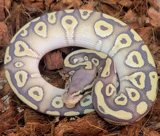Pastave Hypo Ball Python by Kicks Balls