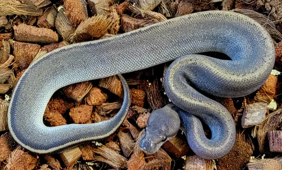 Suma Ball Python by Kicks Balls