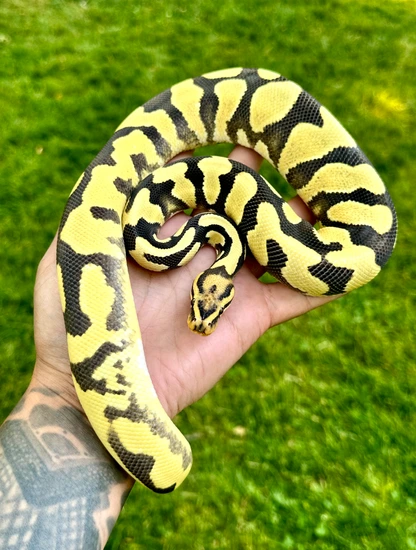Orange Dream Yellowbelly Desert Ghost Ball Python by Windy City Morphs