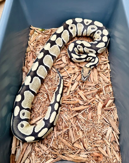 Desert Ghost Het Clown Ball Python by Windy City Morphs