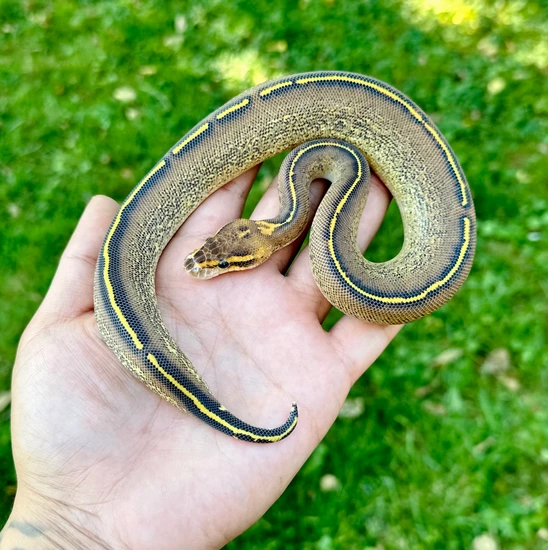 Cypress Lace Freeway Het Clown Ball Python by Windy City Morphs