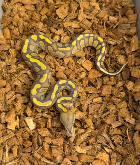 Stranger Chocolate Enchi Hypo Het Dg Ball Python by Windy City Morphs