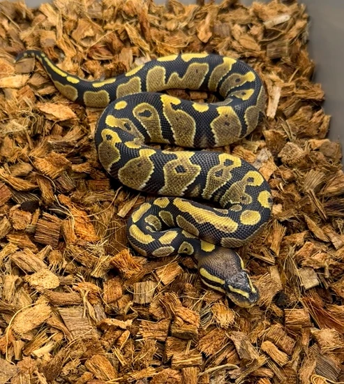 Painted Python's Dbl Het Hypo Paint Ball Python by Windy City Morphs