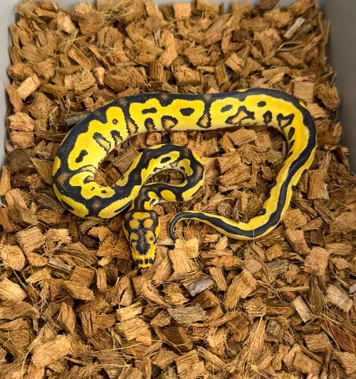 6.8 Show Lot Ball Python by Windy City Morphs