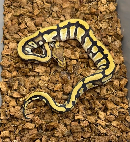 Cypress Harlequin Calico Crypton Het Dg Ball Python by Windy City Morphs