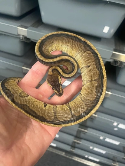 Genetic Stripe Ball Python by King James Exotics