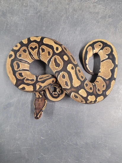 1.2 Double Het Sunset Pied Project Ball Python by King James Exotics