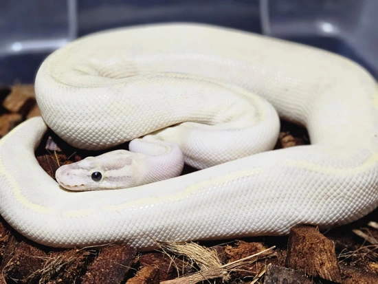 Lotus Python Black Pewter Ivory Female Ball Python by The Royal Python Collective