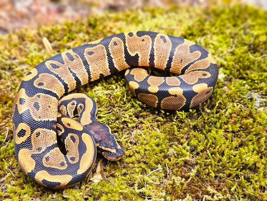 Enchi, Het Red Axanthic Ball Python by The Royal Python Collective