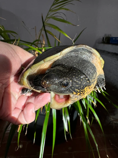 CB 22 Chiapas Giant Musk Mud & Musk Turtles by Albino Shells