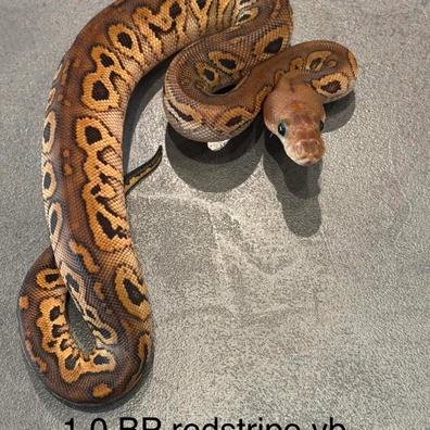 Bp Rs Yb Clown Ball Python - male for sale from K.K BallPythons