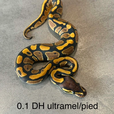 DH Ultramel/pied Ball Python - female for sale from K.K BallPythons