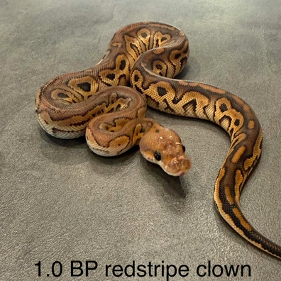 Bp Rs Clown Ball Python - male for sale from K.K BallPythons