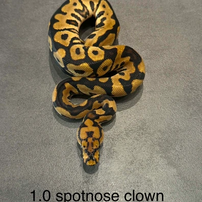 Spotnose Clown Ball Python - male for sale from K.K BallPythons