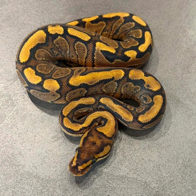 Red Stripe Het Clown Ball Python - female for sale from K.K BallPythons