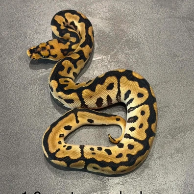Spotnose Yb Clown Ball Python - male for sale from K.K BallPythons