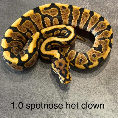 Spotnose Het Clown Ball Python - male for sale from K.K BallPythons
