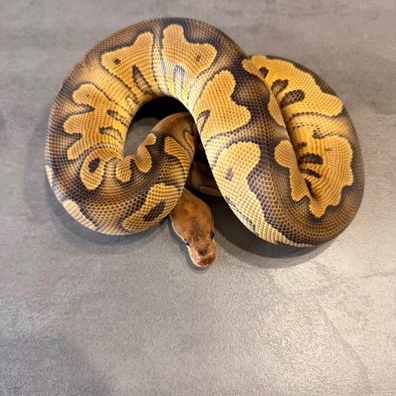 Wookie Clown Ball Python - female for sale from K.K BallPythons