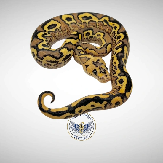 Pompeii Python Fire Pompeii (Redstripe BP SN YB Clown) Ball Python by Fallen Angels ...