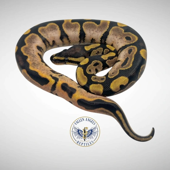 Calico 66% Het Monsoon Ball Python by Fallen Angels Reptiles