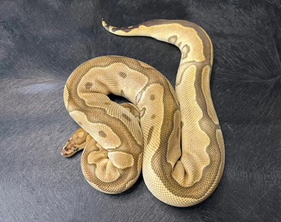 Redstripe Clown Ball Python by Fallen Angels Reptiles