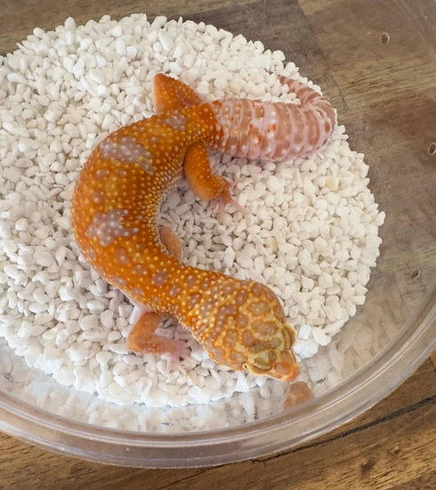 Atomic G Cross Tremper Het Eclipse Leopard Gecko by Gulf Coast Gecko