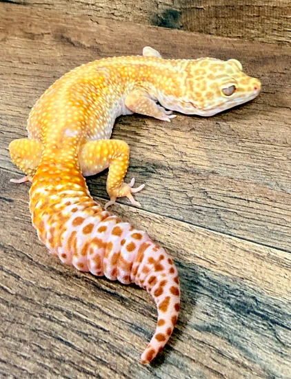 Atomic G Cross Tremper Het Eclipse Leopard Gecko by Gulf Coast Gecko