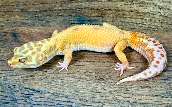 Atomic G Cross Tremper Het Eclipse Leopard Gecko by Gulf Coast Gecko