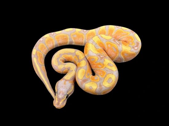 Coral Glow Het Zebra Ball Python by KL Constrictors